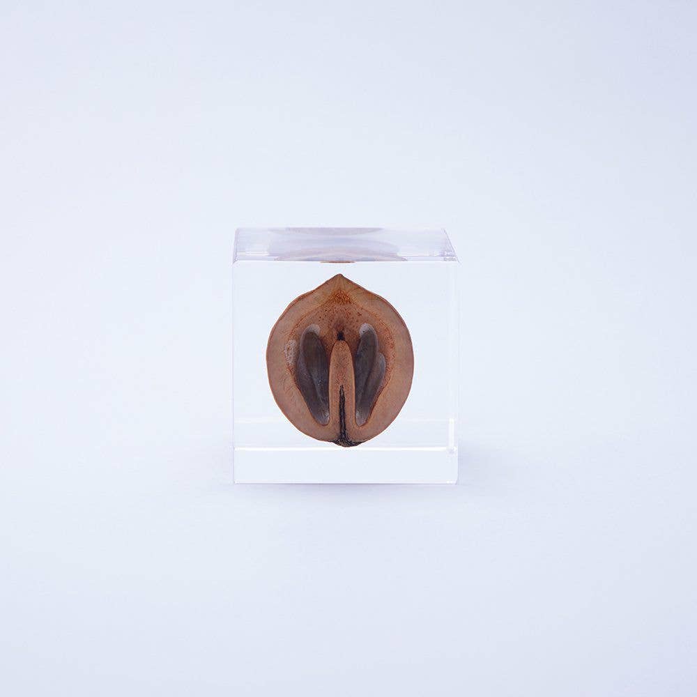Japanese Walnut