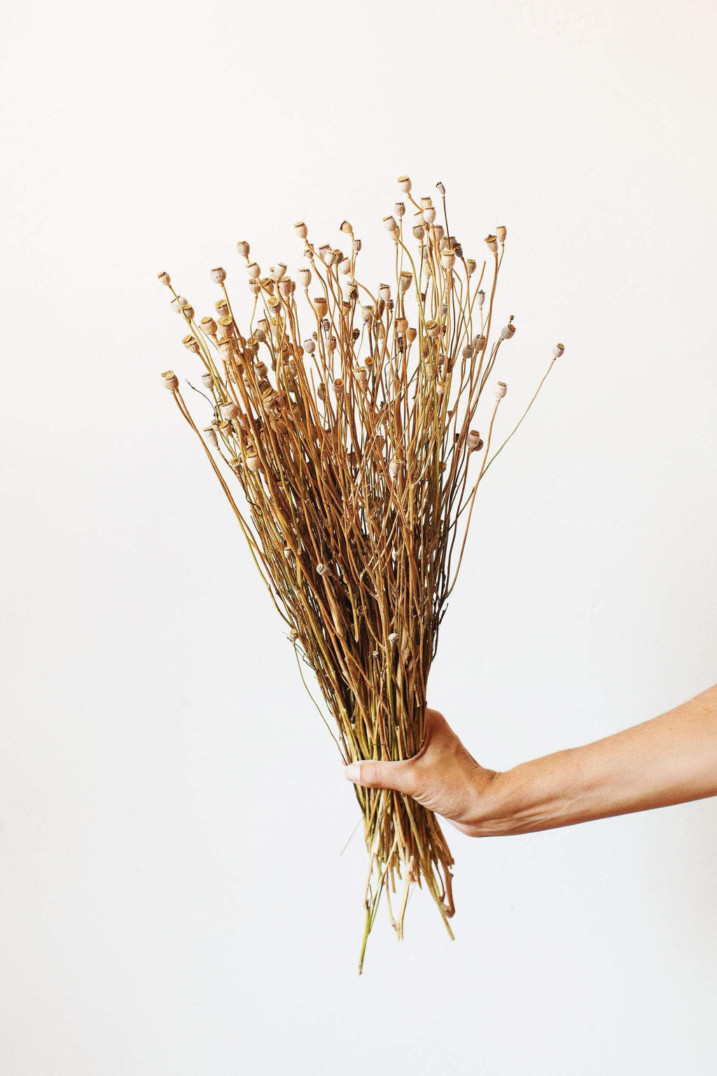 Dried Mini Poppy Pods