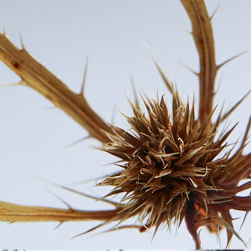 Sea Holly